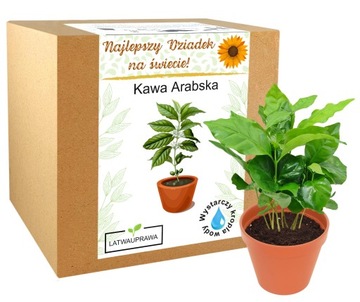 KAWA ARABICA drzewo kawowe prezent na dzień dziadka babci najlepszy dziadek