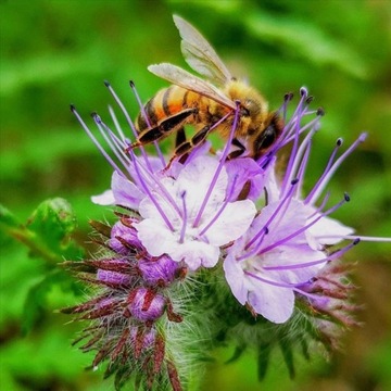 Nasiona facelia błekitna 1000 g