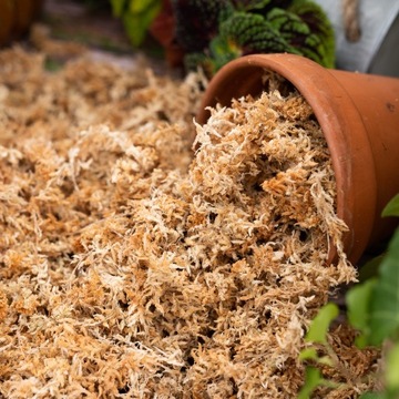 MECH TORFOWIEC - SPHAGNUM - 1 L martwy