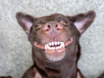 Стоматологический гель Orozyme для собак и кошек 70 г