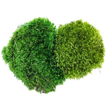 Подушка из болотного мха для Хроботека 0,25 м2