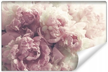 Fototapeta Kwitnące Peonie 270x405 /1116723083