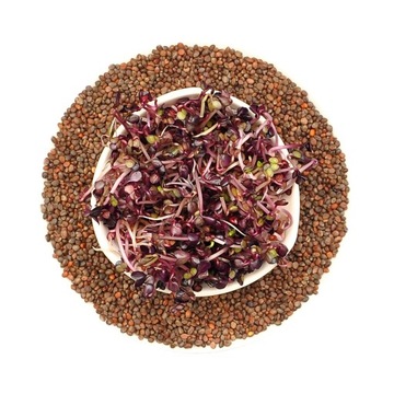 Rzodkiewka Red Purple - nasiona na kiełki 50g