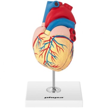 3D анатомическая модель человеческого сердца