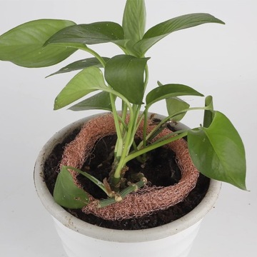 МЕДНАЯ ЛЕНТА 12М ОТ УЛИТОК ДЛЯ ЗАЩИТЫ САДОВЫХ РАСТЕНИЙ