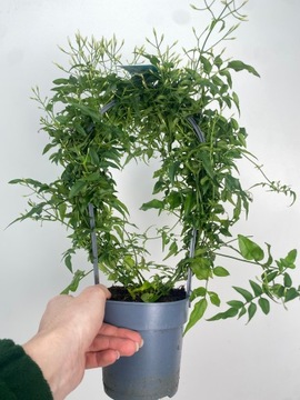 Зимний жасмин (Jasminum Polyantum) – ароматный климат в вашем доме!