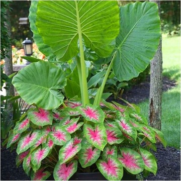 COLOCASIA ESCULENTA Гигантская колоказия СЛОНОВЫЕ УШИ 1 шт. + БЕСПЛАТНО