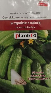 Nasiona otoczkowane Ogórek gruntowy CezarF1 50ziar