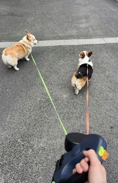 Двойной ПОВОДОК для двух собак 3м Автоматический DOG