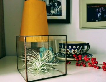 Тилландсия, Оплатва BULBOSA S — 8 см
