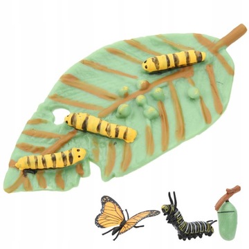 Model owada zabawka cykl wzrostu Model motyla