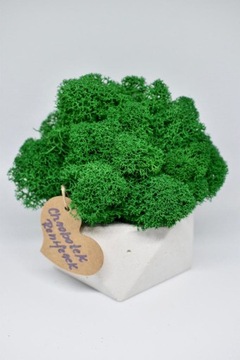 Деревенский лес в геометрическом бетонном горшке