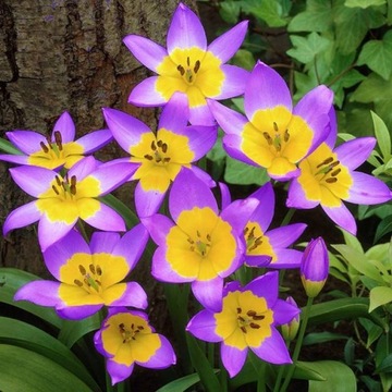 TULIPAN BOTANICZNY SAXATILIS 5 SZT cebulk /152
