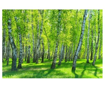 Fototapeta 368x254cm Brzozowy las w słoneczny
