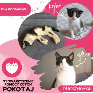 Магнит-кошка, КОШКА, кошатница, рождественский подарок, благотворительный магнит