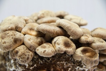SHIITAKE, Twardzik jadalny grzybnia ziarnista 1l