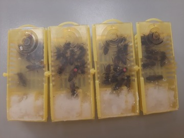 MATKI pszczela NIEUNASIENNIONA Celle 10+1 GRATIS