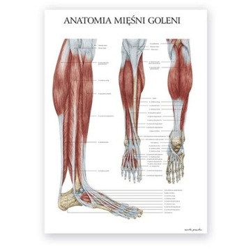 Plansza tablica anatomiczna plakat mięśnie goleni