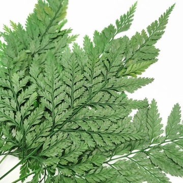 Стабилизированный папоротник - Давалия