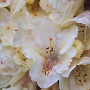 Rododendron (Azalia) 'Cream Crest' P9/C1