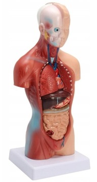 АНАТОМИЧЕСКАЯ МОДЕЛЬ ТЕЛА ЧЕЛОВЕКА ОРГАНЫ ЧЕЛОВЕКА АНАТОМИЯ ТОРСА ЧЕЛОВЕКА