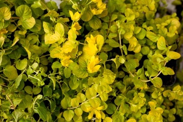 Tojeść Lysimachia Nummularia GOLD Złoty Dywan