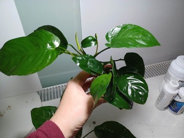 Аквариум завод Anubias hastifolia Easy