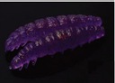 LIBRA LURES PRZYNĘTA LARVA 45mm KRILL 020