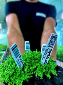 Ludwigia sp. Super Red (Корзина Ø 5,5 см)