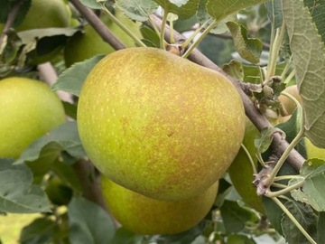 Jabłoń PIĘKNA Z BOSKOOP odmiana holenderska SŁODKA