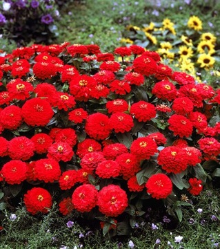 CYNIA DALIOWA CZERWONA