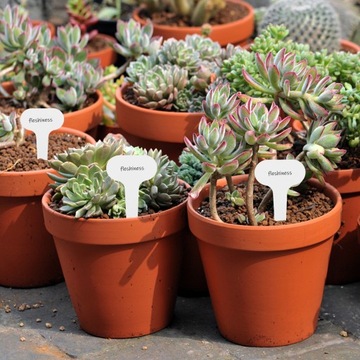 Etykiety na rośliny doniczkowe Tagi 100 szt