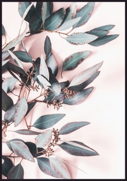 Plakat liście eukaliptusa - format 40 x 50 cm