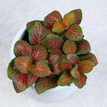 Fittonia czerwona, FITONIA do las w słoiku Red Forest Flame DØ6cm