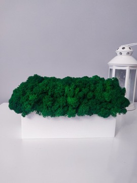 Декоративный мох Хроботек в горшке 20см, подарок