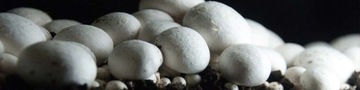 Мицелий БЕЛЫХ ГРИБОВ зерновой 1л.