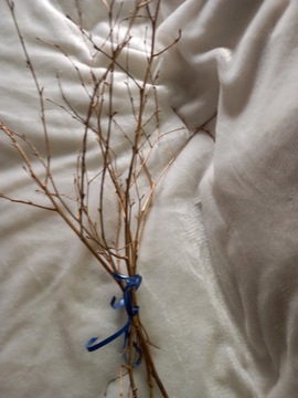 Золотой жезл Санты