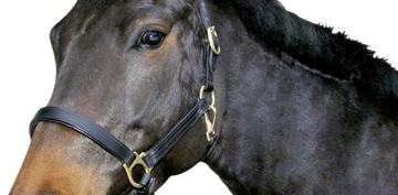 КОЖАНАЯ ПОГОРОДКА Cob 2 STRONG ДЛЯ ЛОШАДЕЙ, СНАРЯЖЕНИЕ УЗДЕЧКА, ЧЕРНАЯ