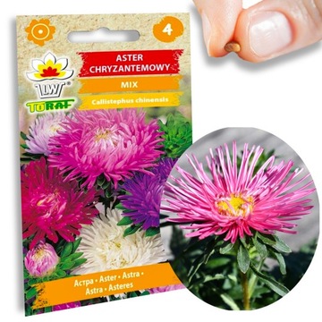 Nasiona Aster chryzantemowy MIX Nasiona Kwiatów