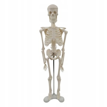 Model anatomiczny szkieletu człowieka z ruchomymi