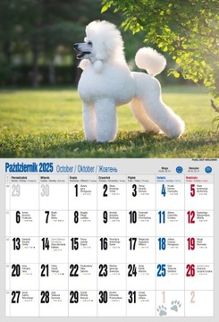 НАСТЕННЫЙ КАЛЕНДАРЬ 2025 А3 СОБАКА СОБАКИ СОБАКИ СОБАКА Пудель ШИБА ХАСКИ