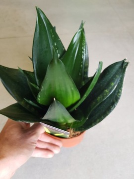 Sansevieria 'Silver Flame' Sanseweria