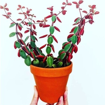 Peperomia VERTICILLATA o kontrastowym ubarwieniu S