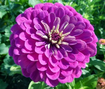 CYNIA DALIOWA FIOLETOWA
