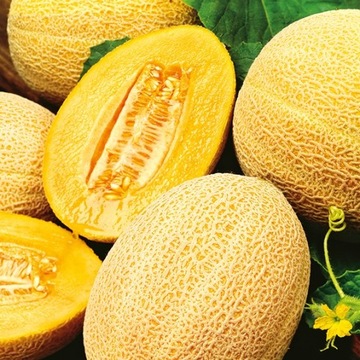 Melon Hale's Best Jumbo PYSZNY I SŁODKI - NASIONA