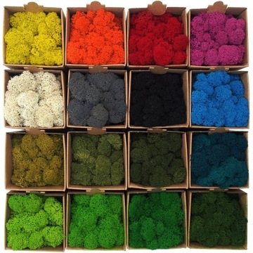 Mech Chrobotek NORWESKI zielony 500g reniferowy jakość PREMIUM żywy OZDOBNY