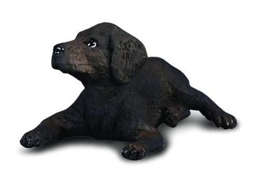 PIES LABRADOR SZCZĘNIĘ