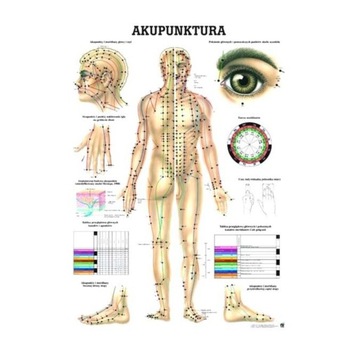 TABLICA ANATOMICZNA AKUPUNKTURA NIELAMINOWANA 70X100 CM