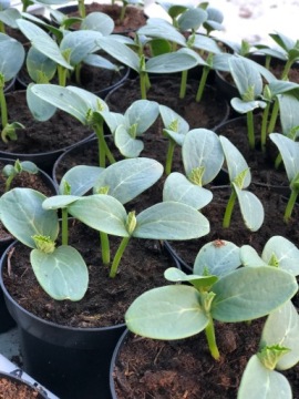 ГРУЗОВЫЕ ОГУРЦЫ – ПОСЕВ В ГОРШОК