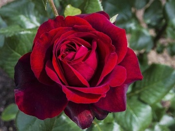 Темно-красная крупноцветковая роза